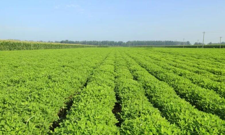 花生种植技巧：花生生长中期管理要点