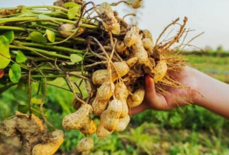 花生的种植方法、花生的最佳播种时间