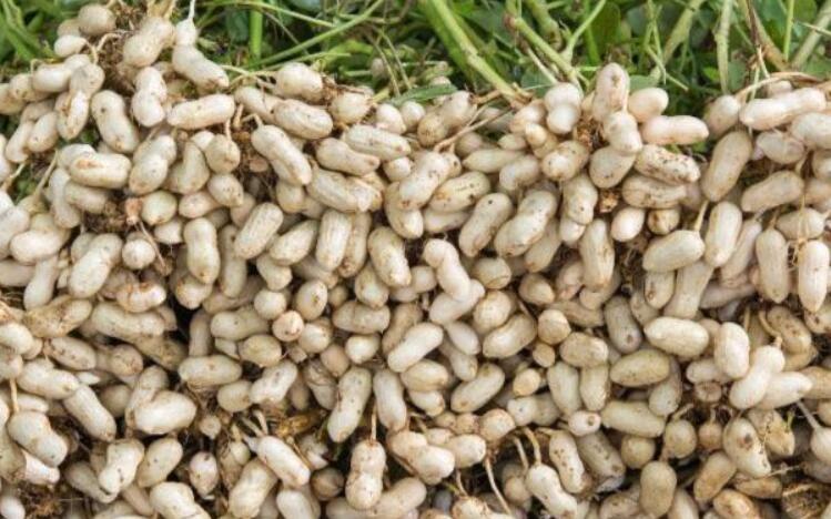 种花生的高产十二法